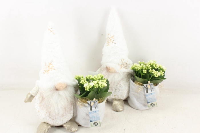 <h4>arr2 JS - Gnome white gold</h4>