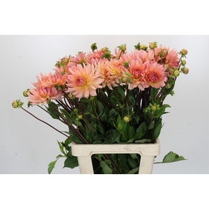 Dahlia Henriette
