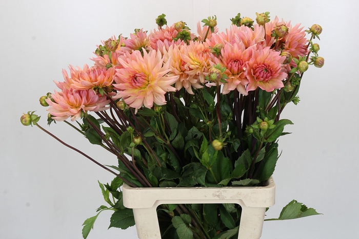 Dahlia Henriette
