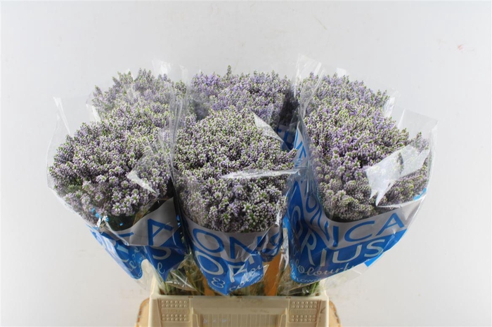 <h4>Veronica Smart Splash</h4>