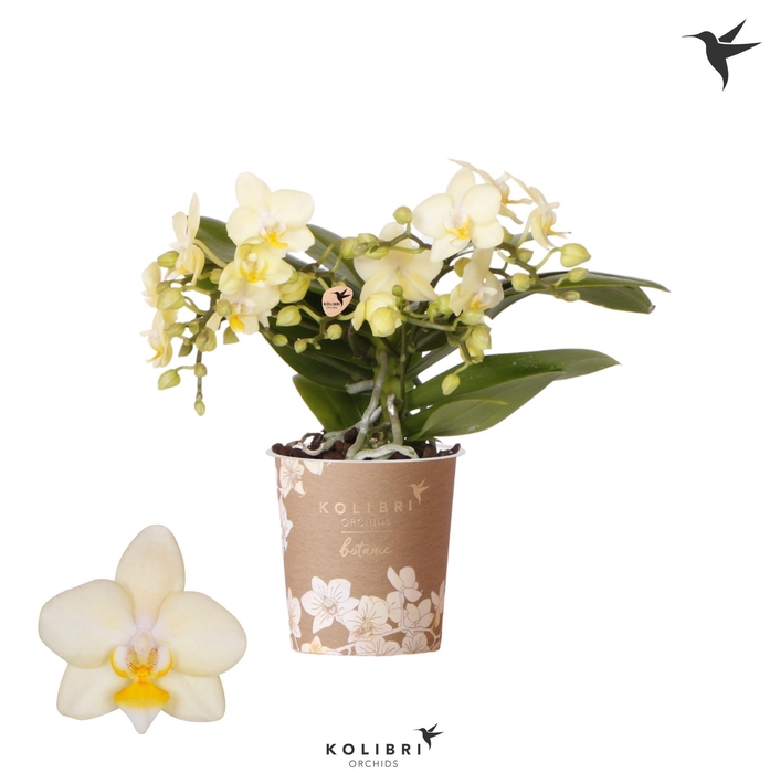 <h4>Kolibri Orchids Phalaenopsis Botanic Yellow 4 spike</h4>