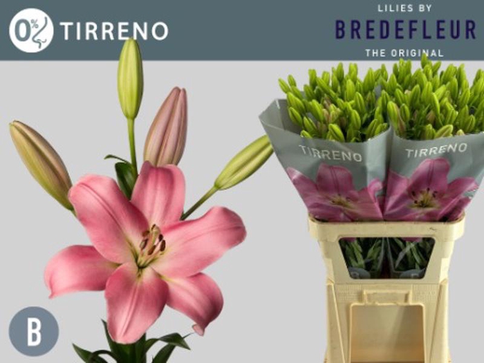 <h4>Li La Tirreno 4+ Lily Master</h4>