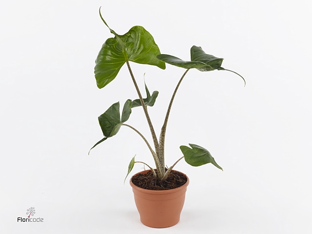 Alocasia macrorrhiza 'Stingray'