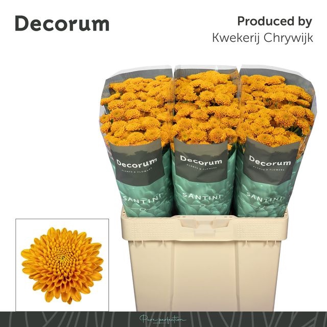 <h4>Chr S Ellison Orange</h4>