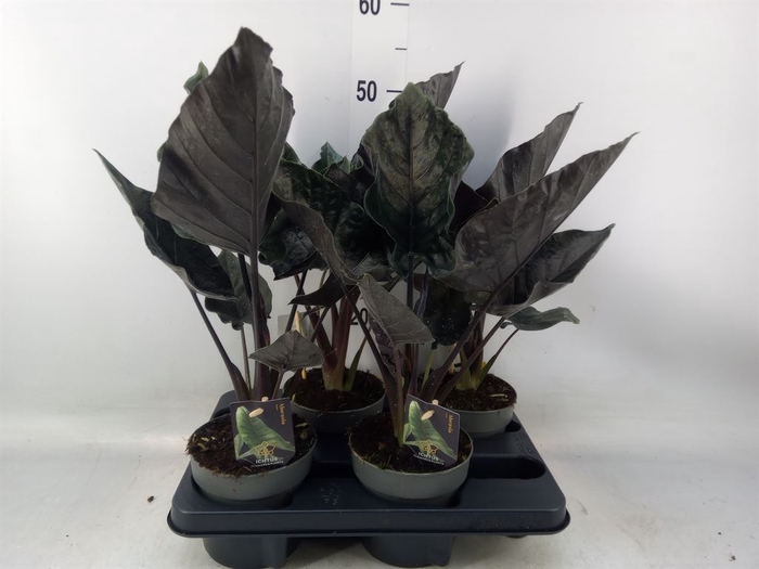 <h4>Alocasia   ...</h4>