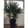 Chamaerops humilis