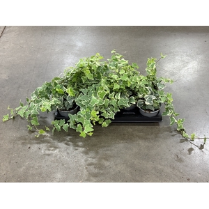 Hedera White Wonder 12Ø 18cm