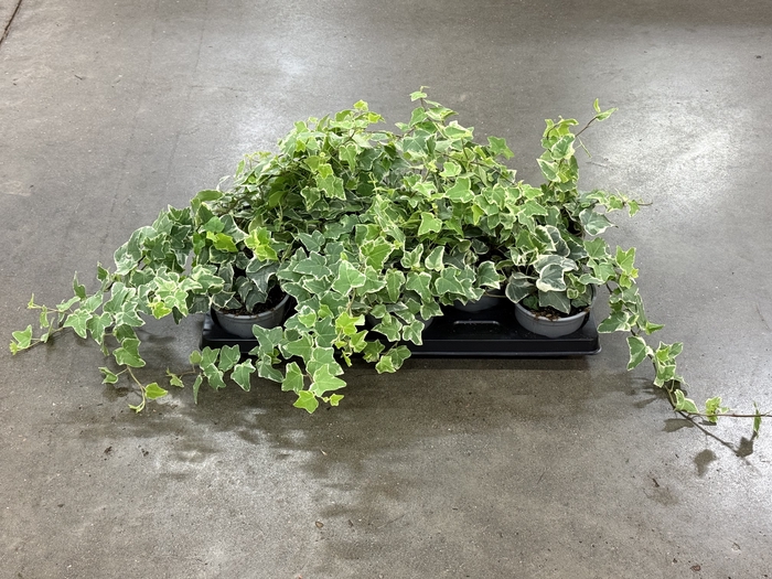 Hedera White Wonder 12Ø 18cm