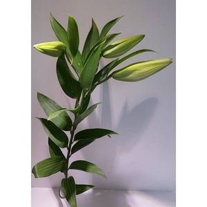Lilium Oriental White 3/5 buds