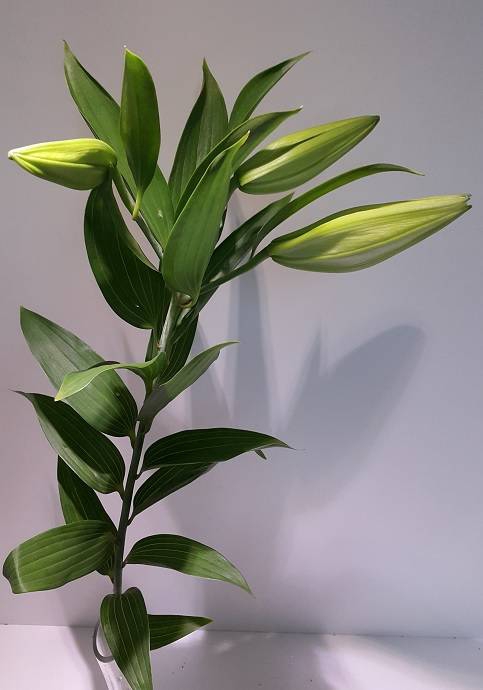 Lilium Oriental White 3/5 buds