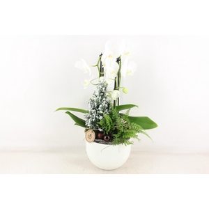 arr2 PL - Ker. pot  wit Phal. cascade