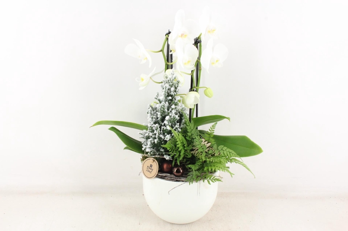 <h4>arr2 PL - Ker. pot  wit Phal. cascade</h4>