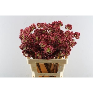 Droog Berries Tros Rood