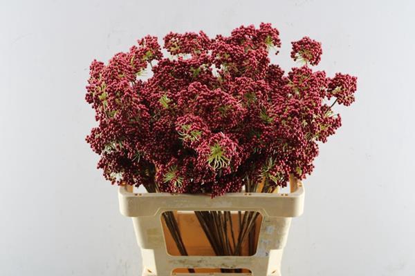 <h4>Droog Berries Tros Rood</h4>