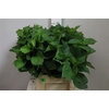 Hydr Macrophyll Blad