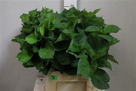 <h4>Hydr Macrophyll Blad</h4>