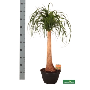 BEAUCARNEA RECUR