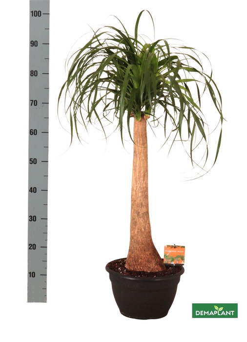<h4>BEAUCARNEA RECUR</h4>