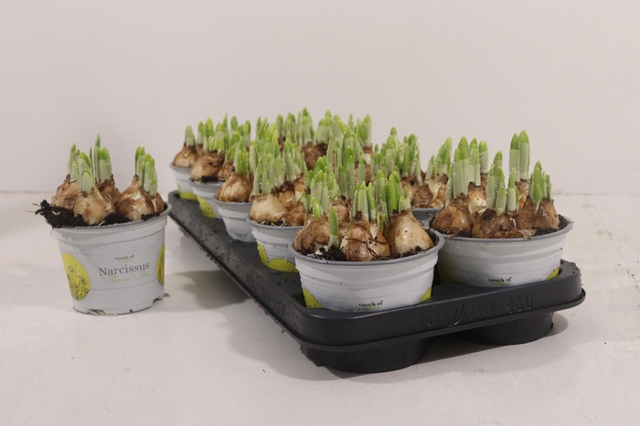 <h4>NARC O TETE A TETE</h4>