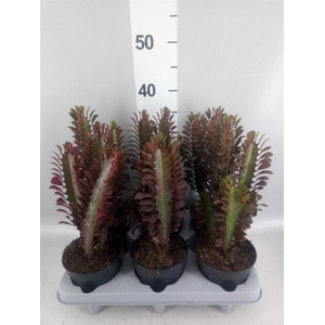 Euphorbia trigona 'Rubra'