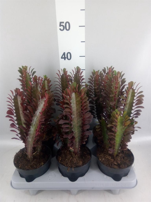 <h4>Euphorbia trigona 'Rubra'</h4>