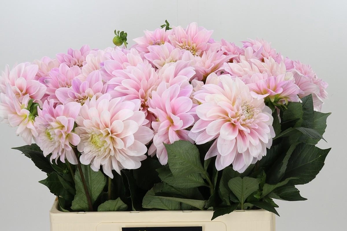 <h4>Dahlia Sweet Nathalie</h4>