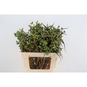EUC EXOTICA BS
