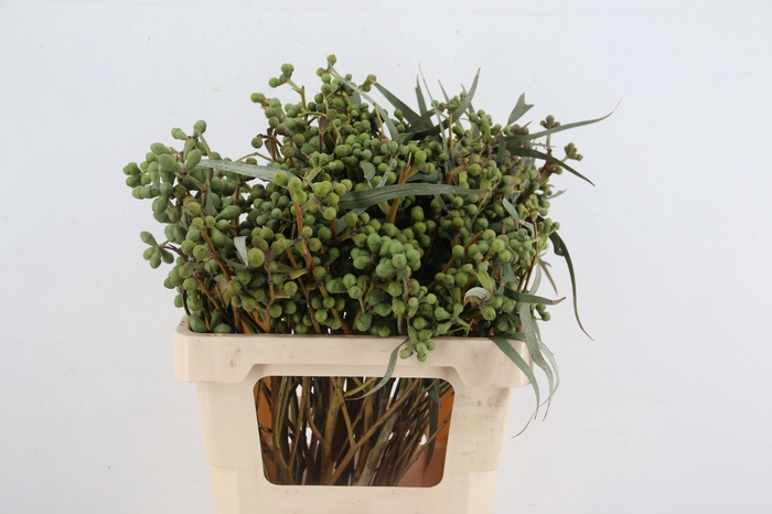 <h4>EUC EXOTICA BS</h4>