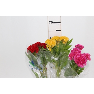 CELOSIA CRISTATA VARIADO 060 CM MISTO