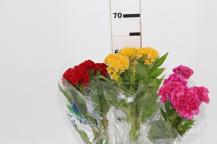 <h4>CELOSIA CRISTATA VARIADO 060 CM MISTO</h4>