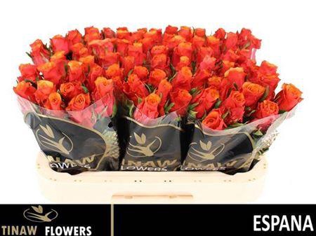 <h4>R Gr Espana</h4>