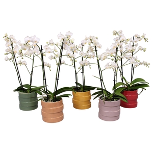 Phal. Multiflora 2-tak wit in keramiek BGC011