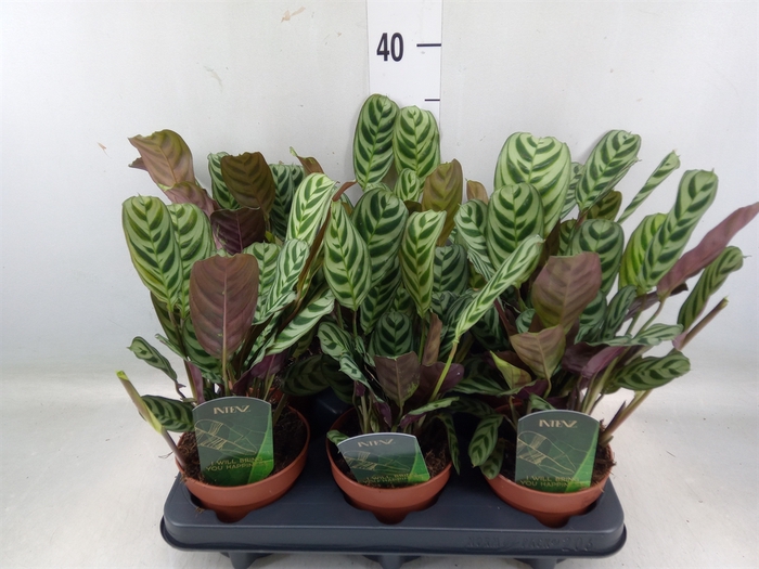 <h4>Ctenanthe burle-marxii</h4>