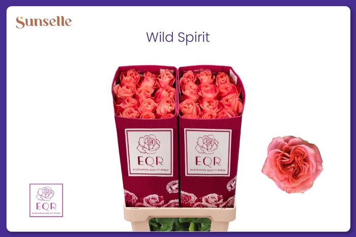 <h4>R GR WILD SPIRIT</h4>