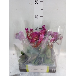 Phalaenopsis multi.   ...lilac