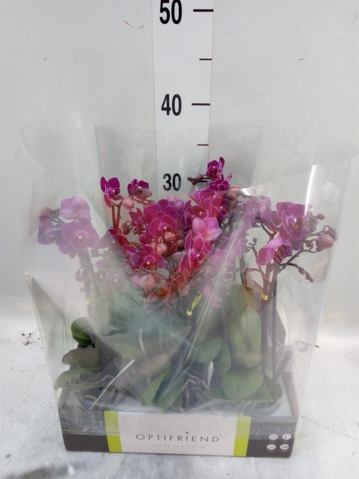 <h4>Phalaenopsis multi.   ...lilac</h4>
