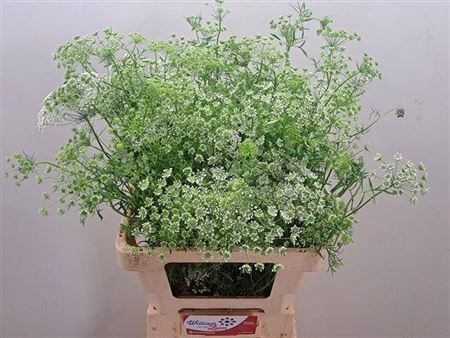 <h4>Ammi Majus</h4>