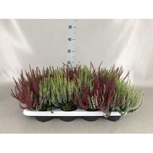 Calluna vulg. 'Garden G Twin'
