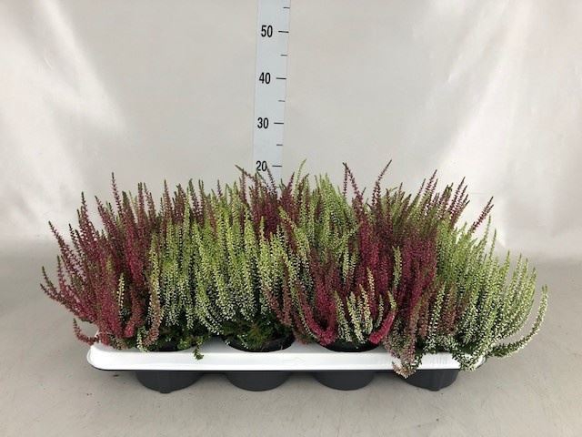 Calluna vulg. 'Garden G Twin'