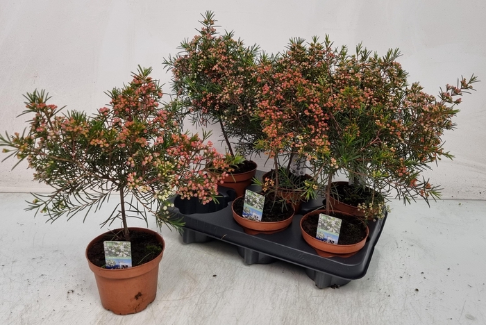 <h4>CHAMEL U OV</h4>