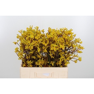 Anigozanthos Yellow Gem