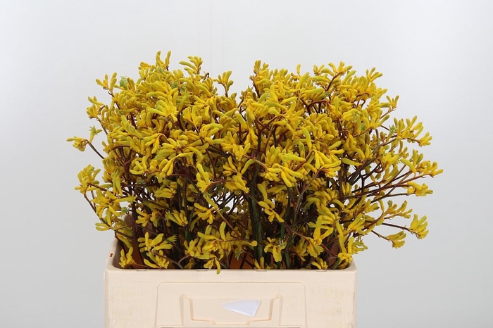 <h4>Anigozanthos Yellow Gem</h4>