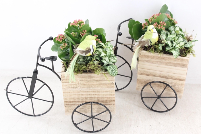 <h4>arr2 TD - Hout driewieler - roze</h4>