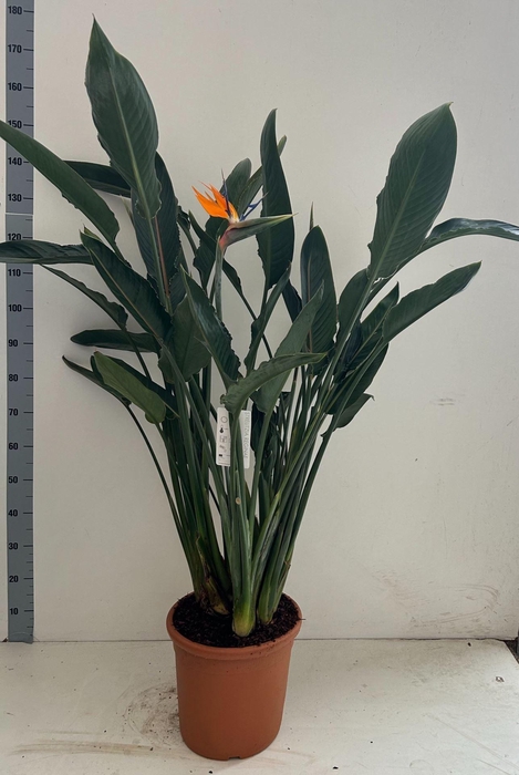<h4>Strelitzia reg.</h4>