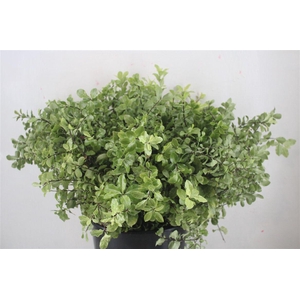 Pittosp Nevato Wit 150gr P Bunch