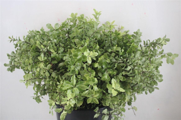 <h4>Pittosp Nevato Wit 150gr P Bunch</h4>