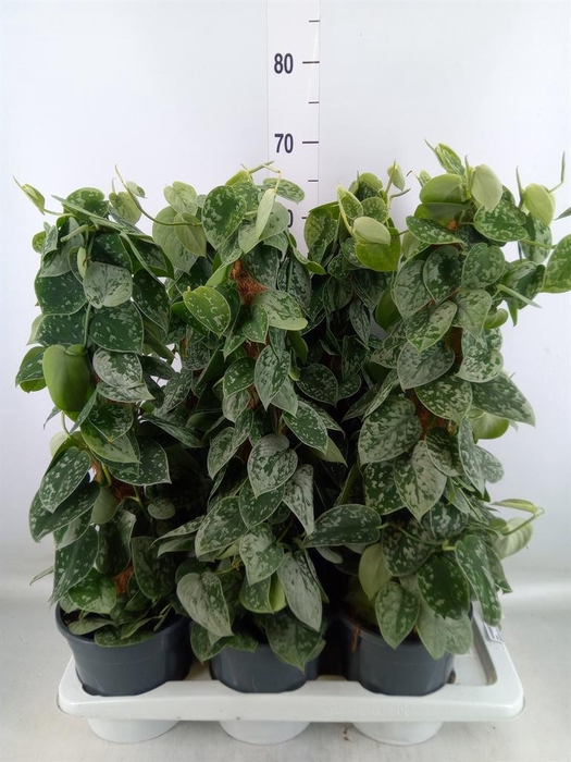 <h4>Scindapsus pictus 'Silvery Ann'</h4>