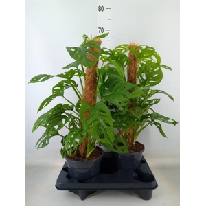 Monstera obliqua 'Monkey Mask'