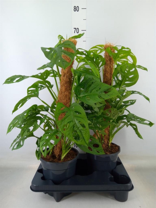 <h4>Monstera obliqua 'Monkey Mask'</h4>