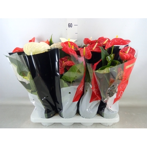 Anthurium   ...mix